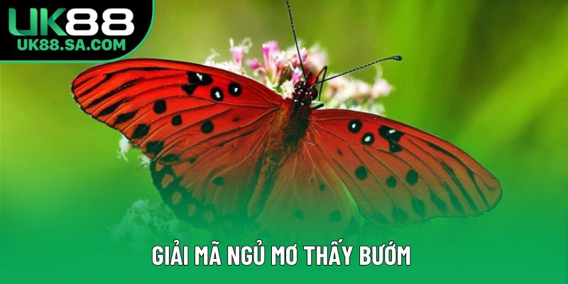 Giải mã ngủ mơ thấy bướm 